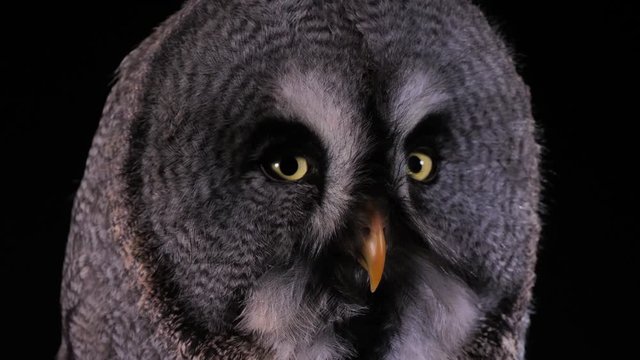 Eule close up auf Augen und Schnabel: Bartkauz als Studioaufnahme vor schwarzem Hintergrund