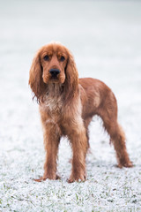 Cocker Spaniel Snow Day