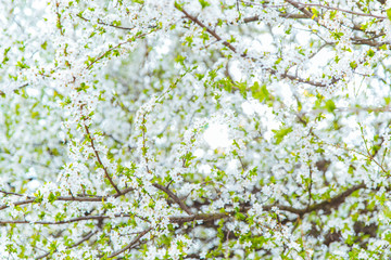 blooming apple tree with white flowers close up