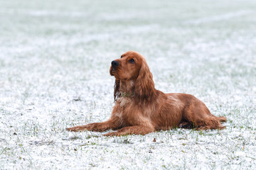 Cocker Spaniel Snow Day