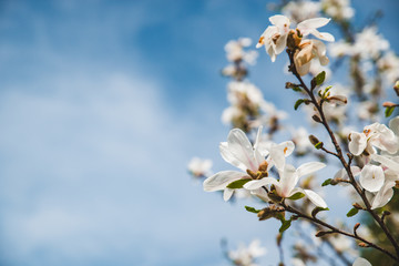 branch of blooming apple tree close up. sky on background