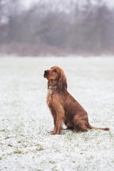 Obraz premium Cocker Spaniel Snow Day