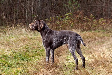 Dog breed Drathaar German Wirehaired  pointer on nature
