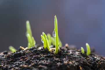 Dew drop on fresh young wheat sprouts