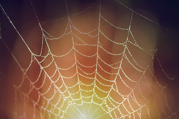 morning dew on spiderweb