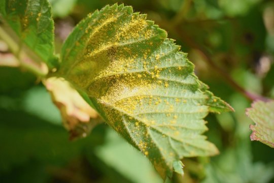 Plant disease detail, rust , fungal infection