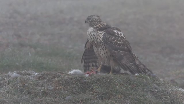 Young female of Northern goshawk, Accipiter gentilis