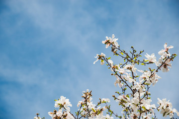 branch of blooming apple tree close up. sky on background
