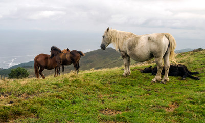 Horses in the fields of the Basque Country