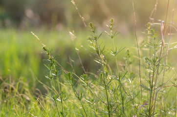 Green grass in the field with sunbeams