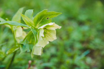 blooming flower close up. spring is coming