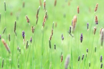 Green grass in the field close up