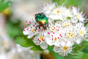Beetle cetonia aurata sitting on flowers hawthorn