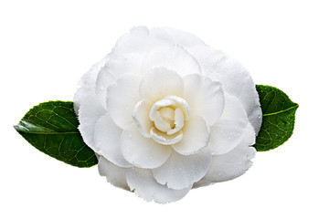 White camellia flower with dew drops isolated on white background. Camellia japonica - obrazy, fototapety, plakaty