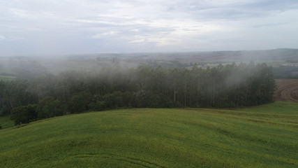 Mist in the Field, FOG, Farm, tree, landscapee