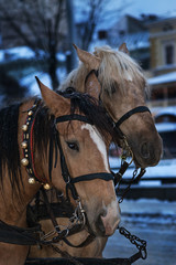 Obraz premium horse face close-up