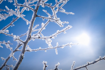Branches of a bush in snowflakes and bright sun in the blue sky