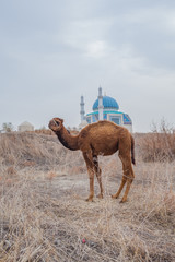camel on the background of the mosque