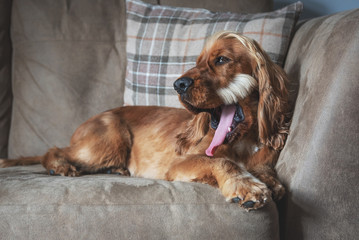 Cocker spaniel lazy sunday afternoon laying on a comfy sofa