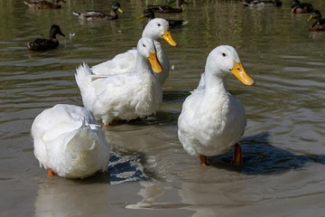 White feathers of Pekin Aylesbury Duck