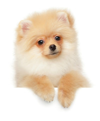 Obraz premium Pomeranian Spitz puppy above banner