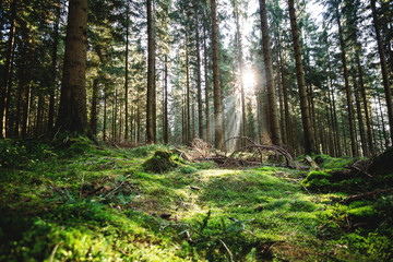 Fototapeta premium Sonnenstrahlen im Wald
