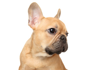 French bulldog puppy looking sideway