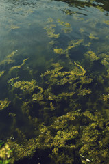 Fototapeta na wymiar plants underwater of a lake