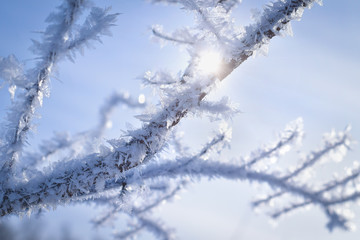 The sun shines through the branches of a tree covered in snow crystals