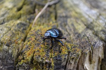 black beetle on stone
