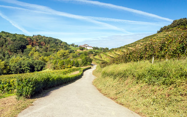 Vineyards in the Basque country on a sunny day