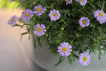 purple daisies in a flower box closeup