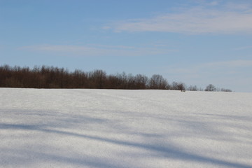 Fototapeta na wymiar winter rural landscape with snowy trees and snow