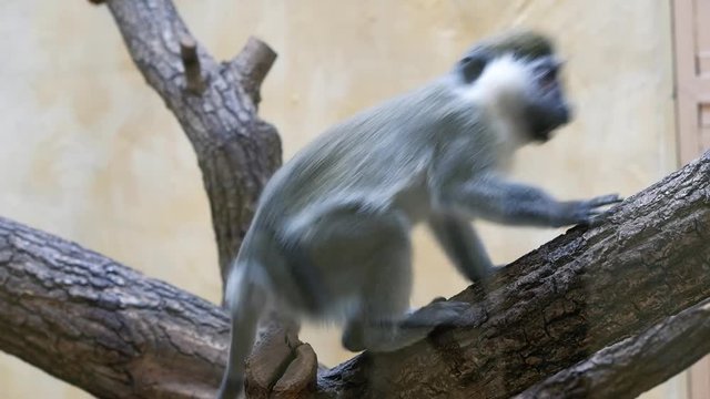 Weird vervet monkey with big eyes sits on a tree and then walks away