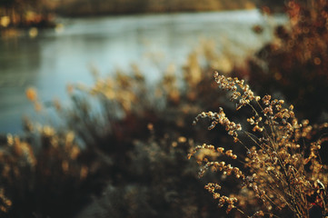 plants on lake