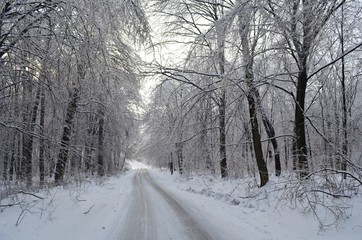 Fototapeta premium snowy road in winter forest