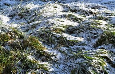 herbe sous la neige