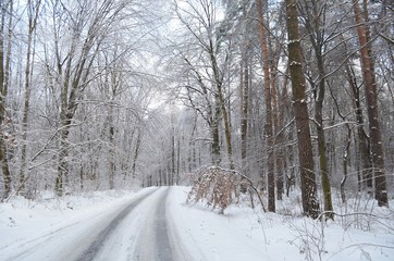 Obraz premium snowy road in winter forest