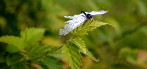 Naklejka premium butterfly on a nettle