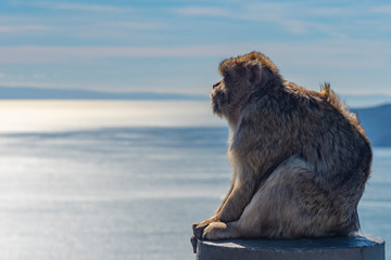 Monkey watching the Mediterranean sea