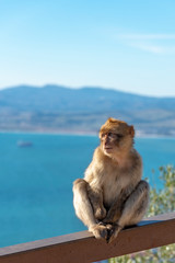 Young macaque at Gibraltar