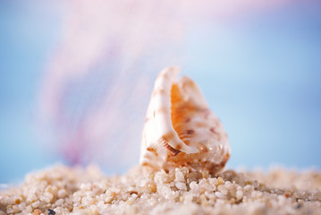 Obraz na płótnie Canvas tropical seashell sea shell on sand with ocean