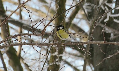 Great tit on tree in winter seasons, europe