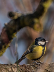 Fototapeta premium Yellow chickadee bird on apricot tree in winter cold sunny day