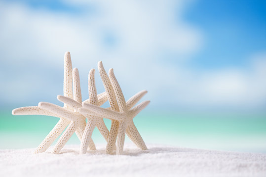 starfish on white ocean beach