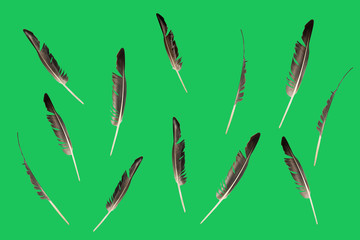 gray goose feathers in different angles background green © FytyaKarman