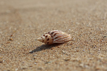Beautiful shell lying alone on a deserted clean beach