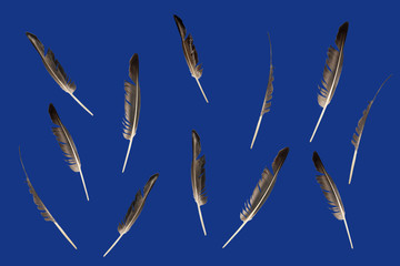 gray goose feather background blue