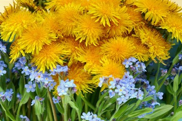 dandelion flower and forget-me-not macro background. Spring yellow and blue flowers. Floral natural background