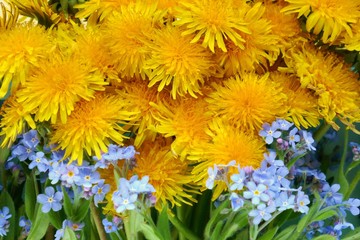 Yellow dandelion flower and forget-me-not macro background. Spring yellow and blue flowers. Floral natural background